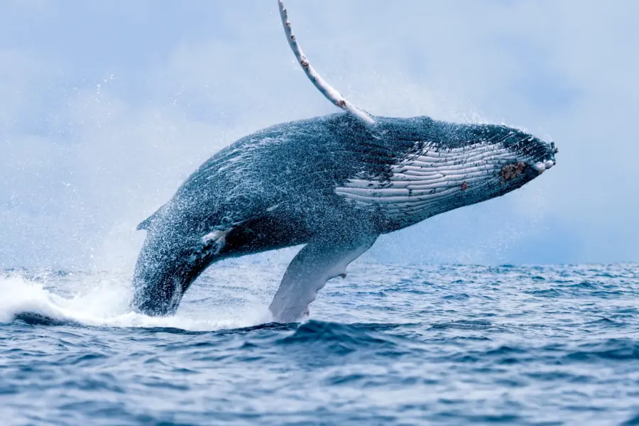 Whale
