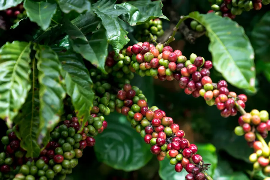 Quang nguyen vinh xbyujtehod0 unsplash
