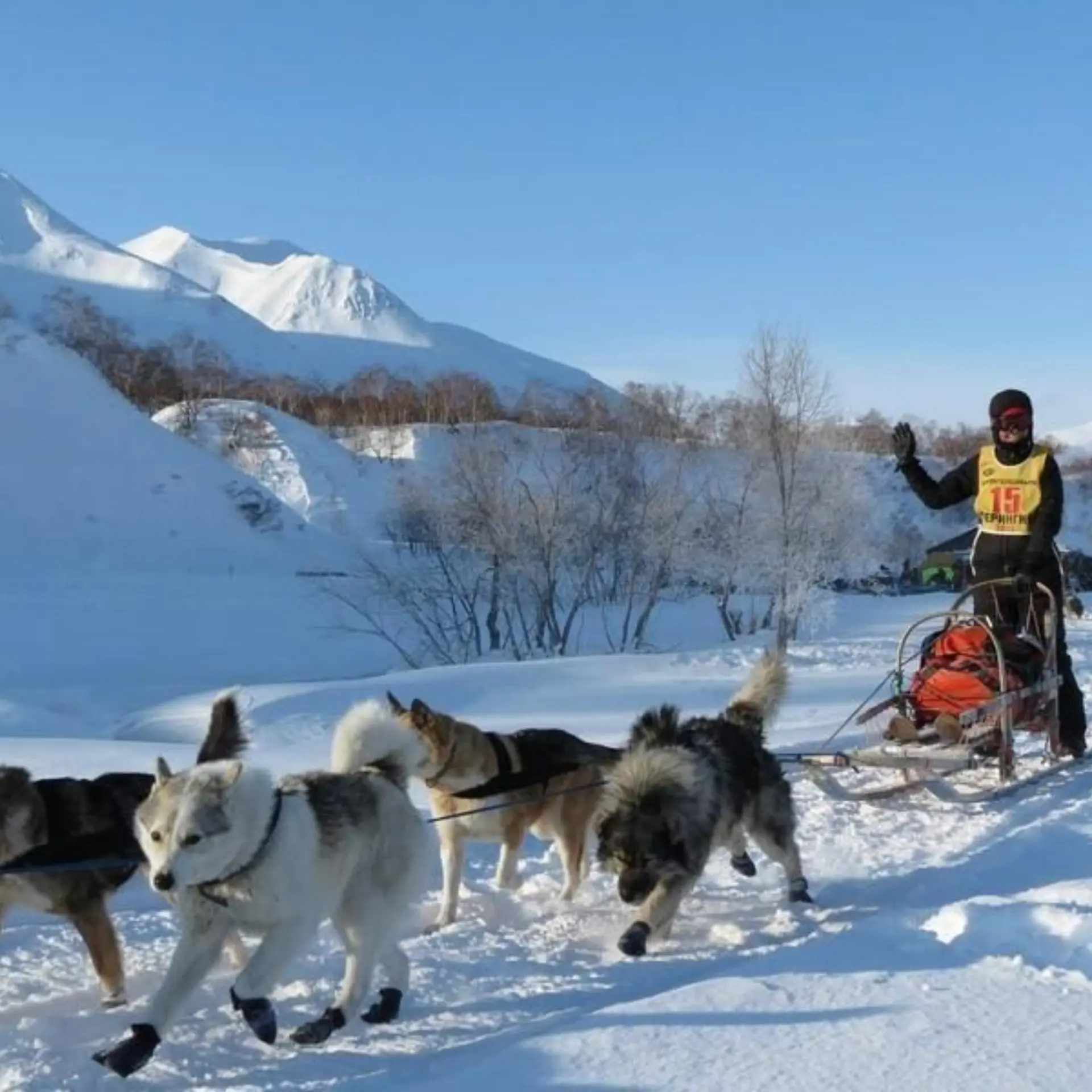 1769157426894dog 260034912801