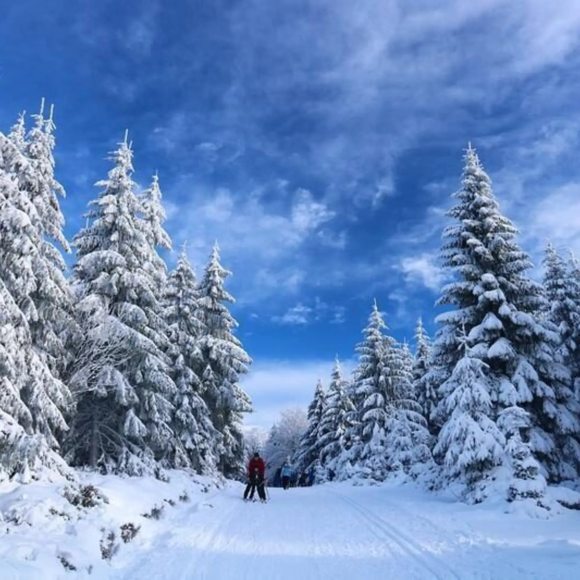 1769157696873skiing 587872912801