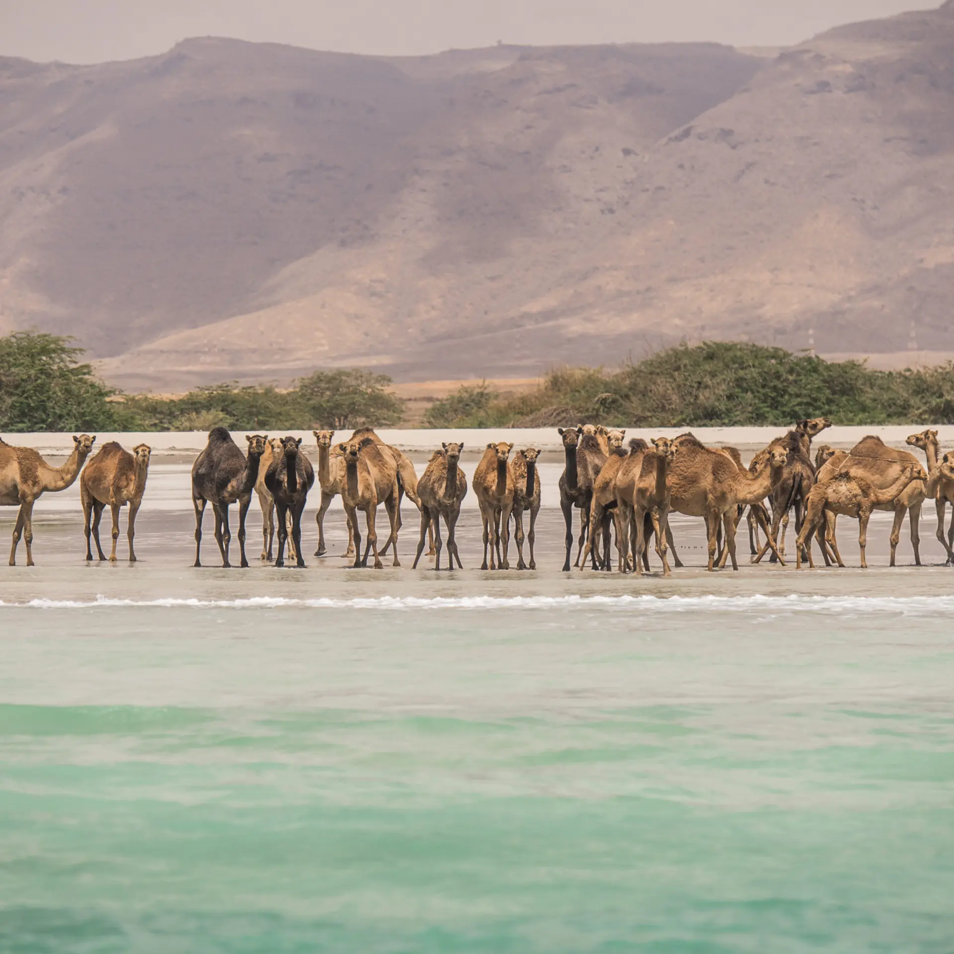 Camels on the beach salalah dhofar ministry of heritage tourism sultanate of oman