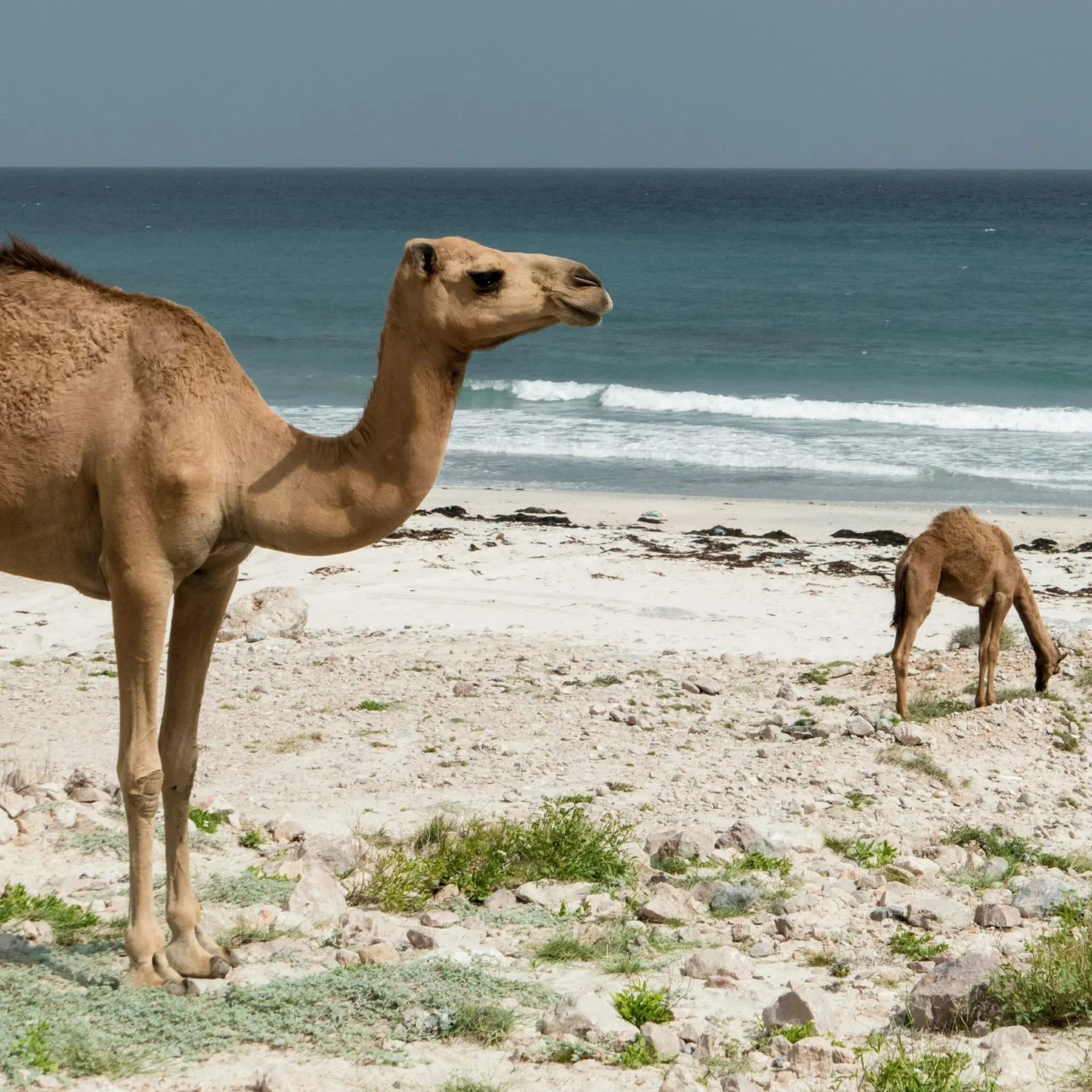 Arisa s qcj8r6vzrny unsplash