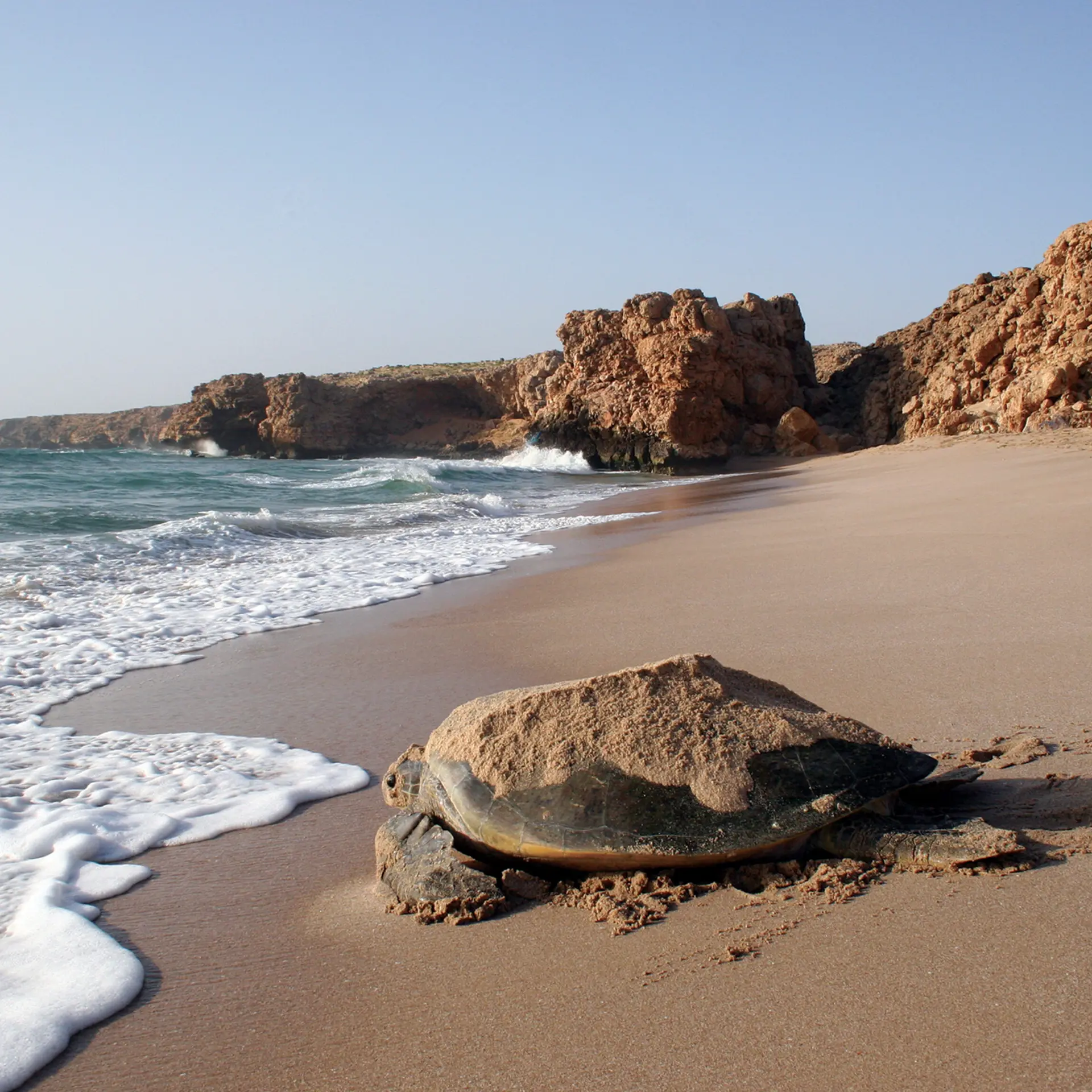 Ash sharqiyah turtle on the beach ras al jinz turtle reserve ministry of heritage tourism sultanate of oman