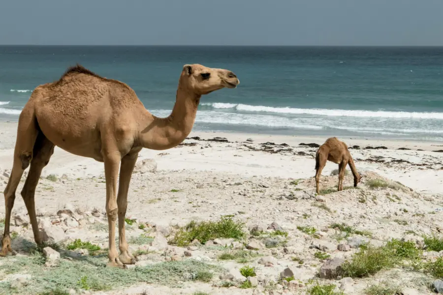 Arisa s qcj8r6vzrny unsplash