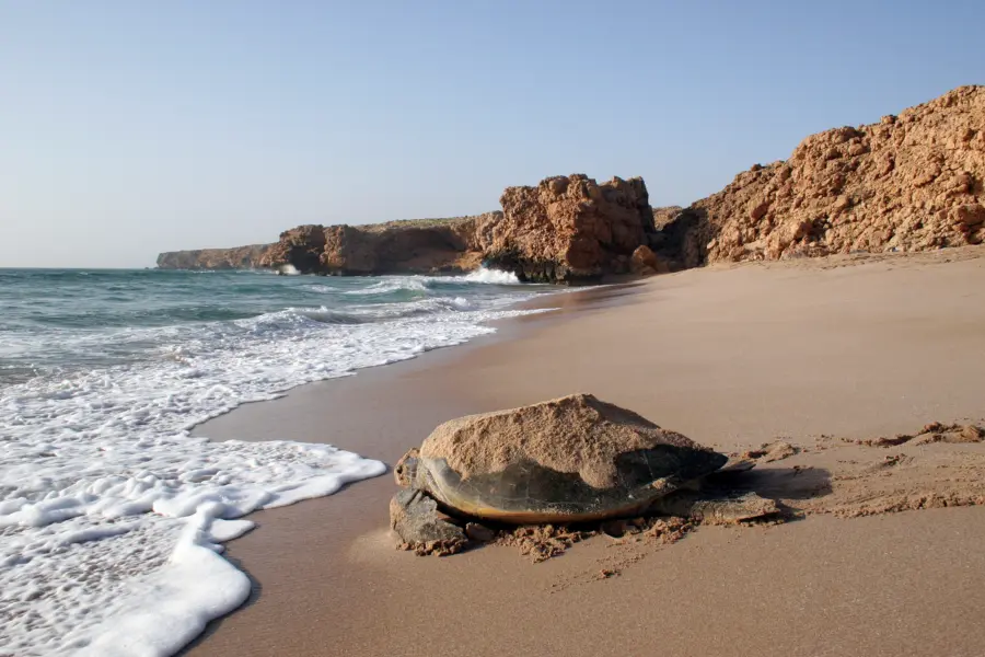Ash sharqiyah turtle on the beach ras al jinz turtle reserve ministry of heritage tourism sultanate of oman