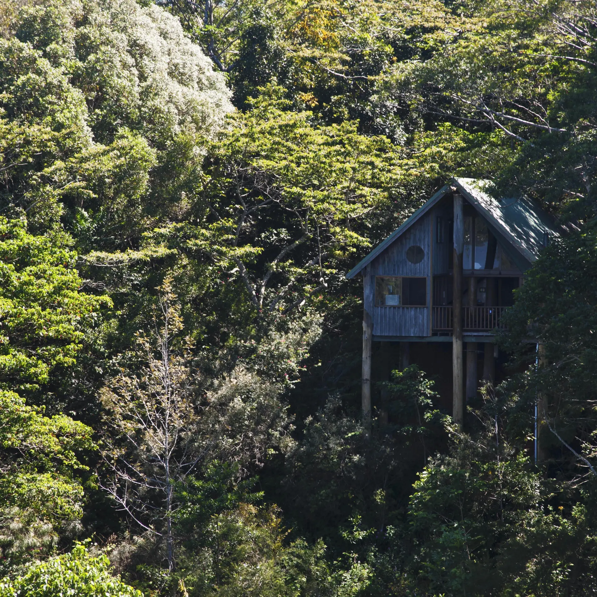 Rose gums wilderness retreat tree house nestled in rainforest