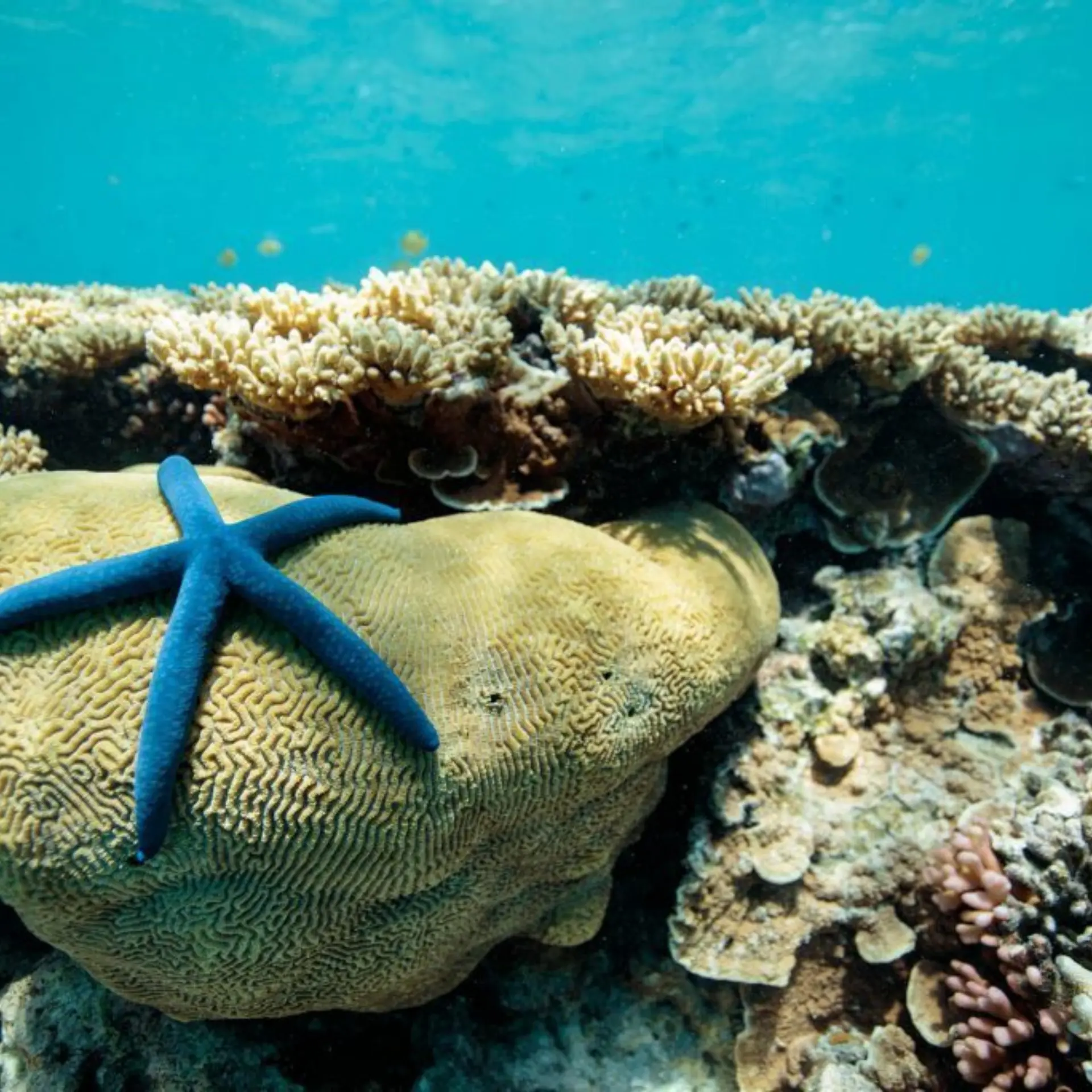 Hideaway dive sites southern great barrier reef 845x684