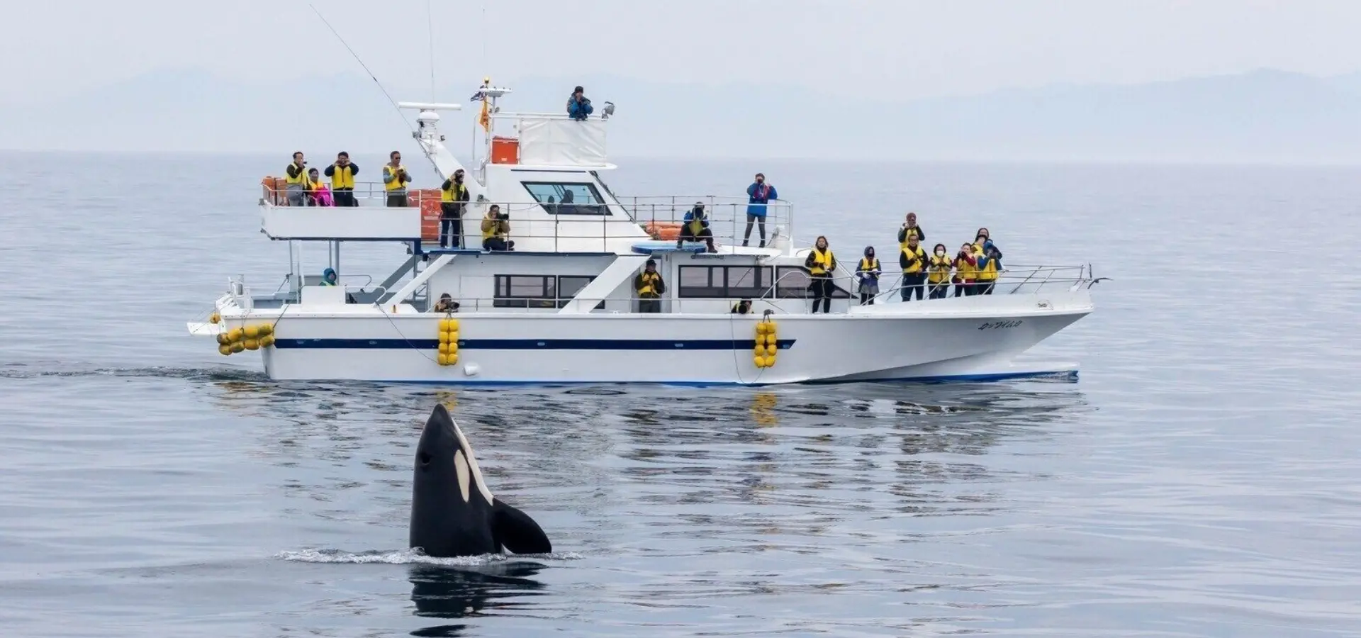 1788166275225killer whales 2