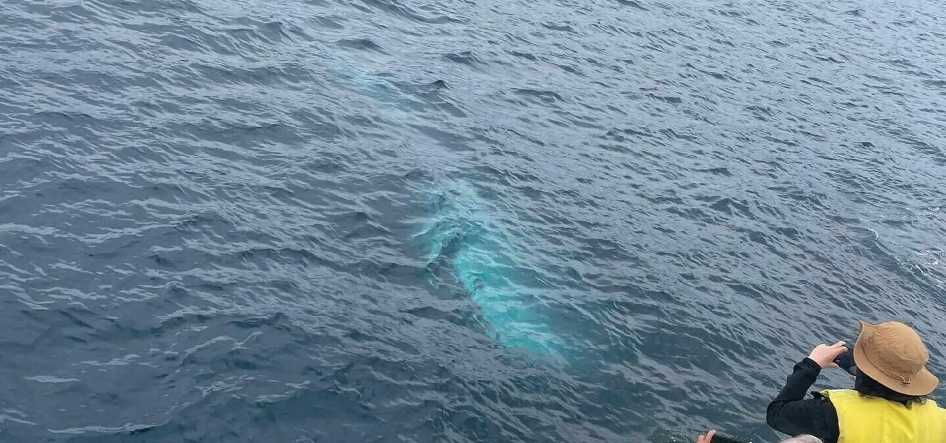 1788166275225killer whales 5