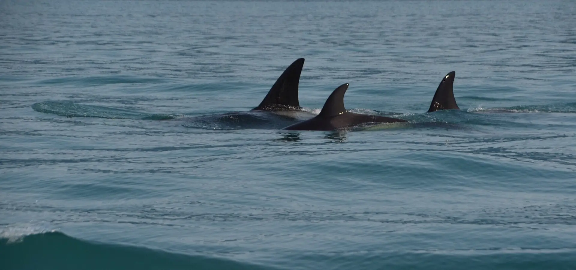 1788166275224wolfganglucht orcas 66060341920