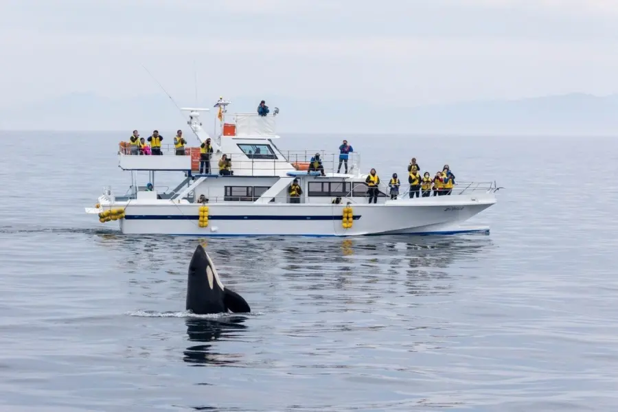 1788166275225killer whales 2