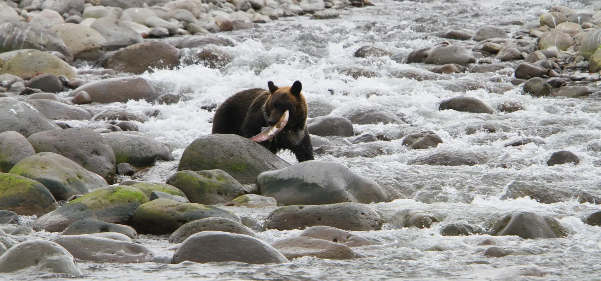 1788167132926gojira iwa bear watching cruise 1