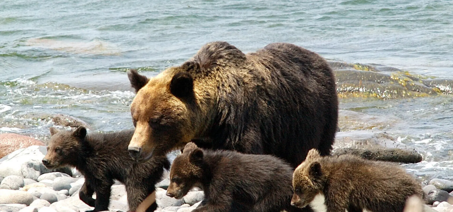 1788167132924gojira iwa bear watching cruise 4