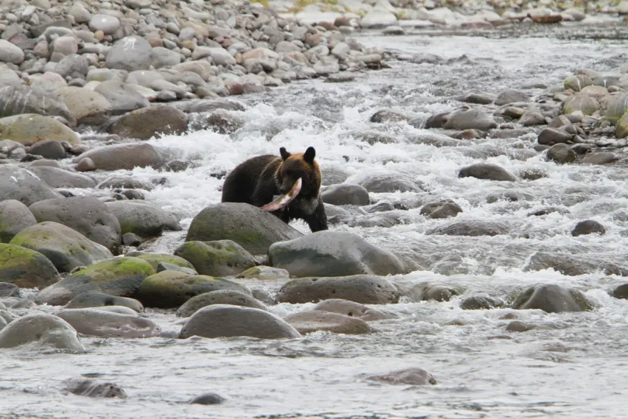 1788167132926gojira iwa bear watching cruise 1