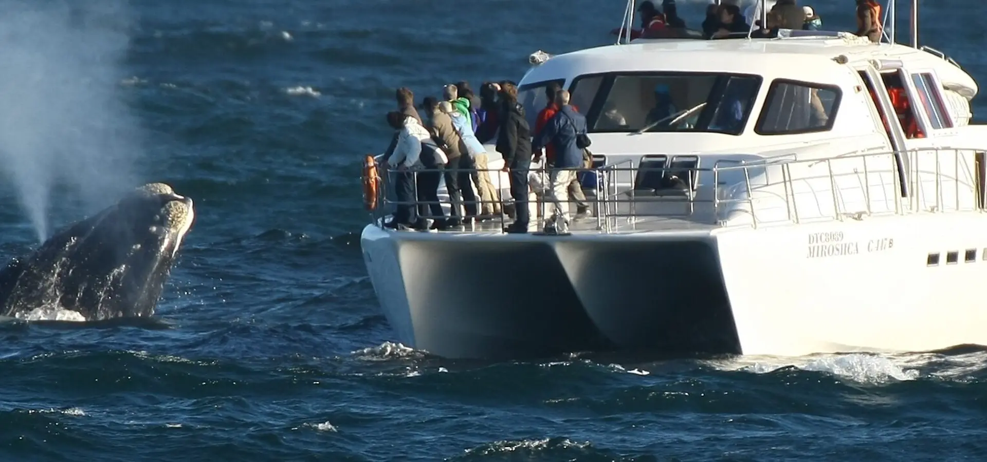 Feature boat and whale low res1
