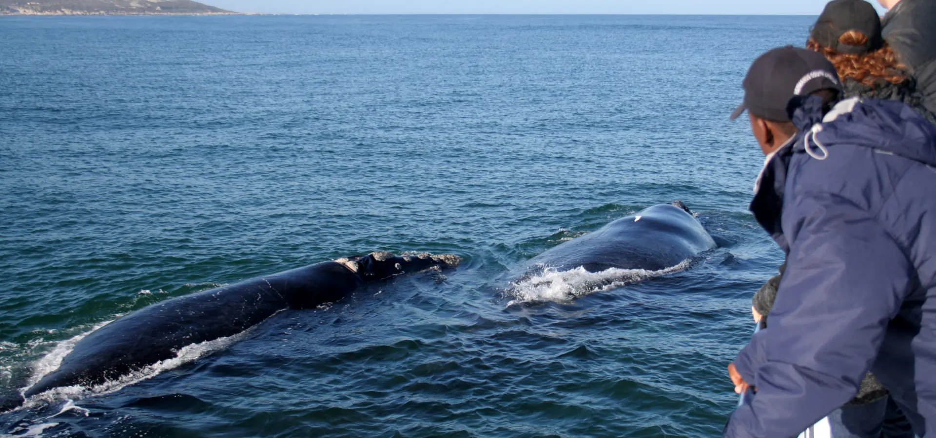 Whale watching SR Whale 3