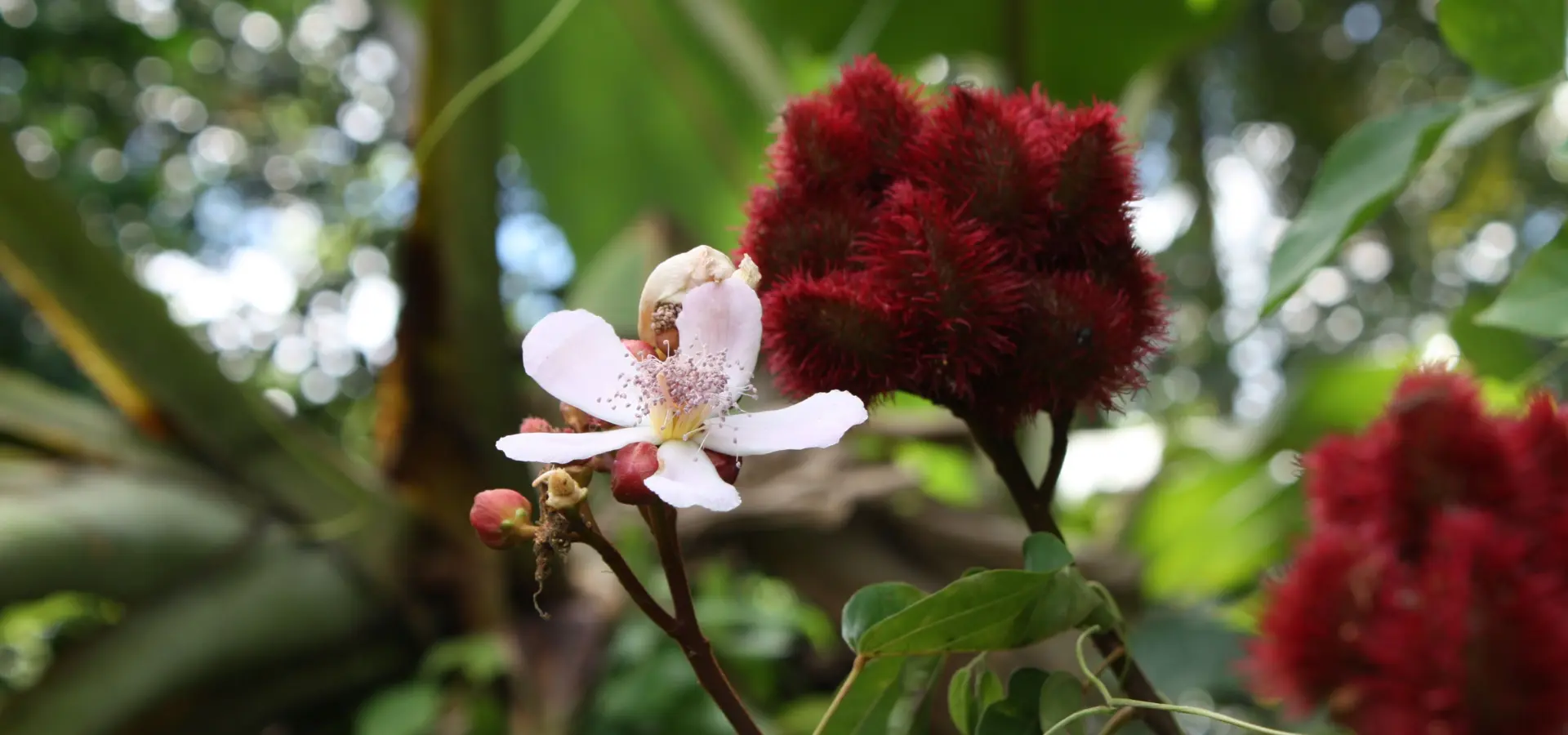 Spice tour lipstick plant flower