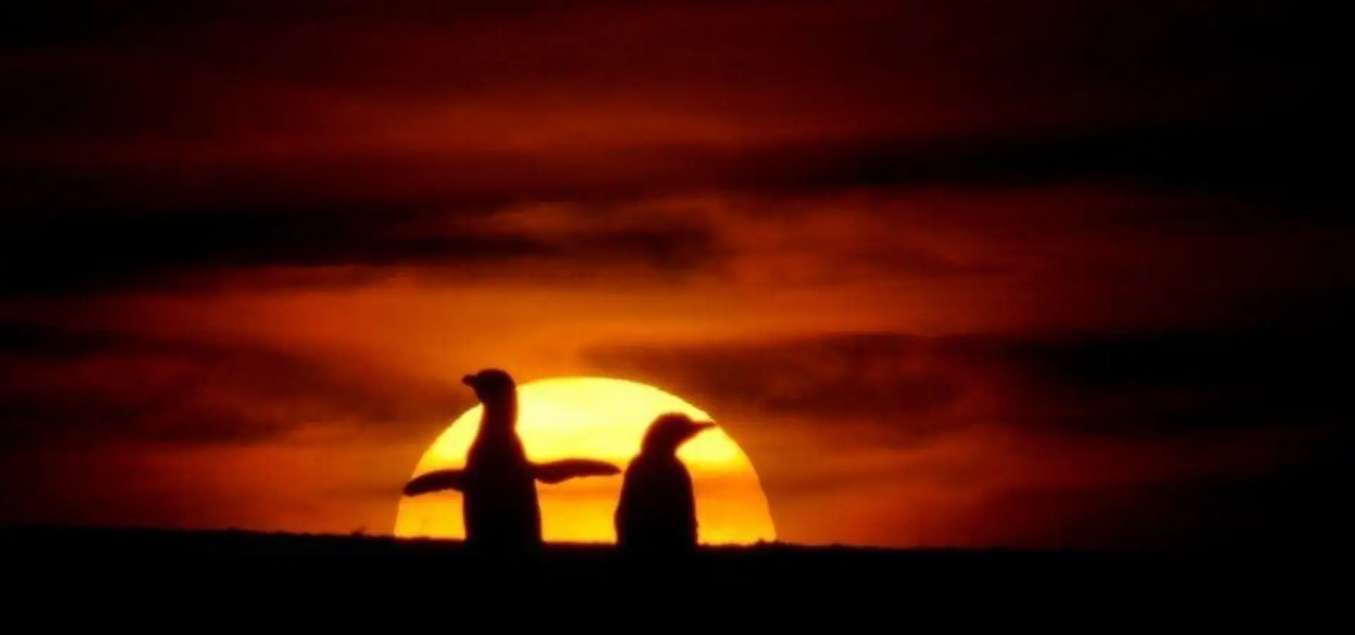Pinguins