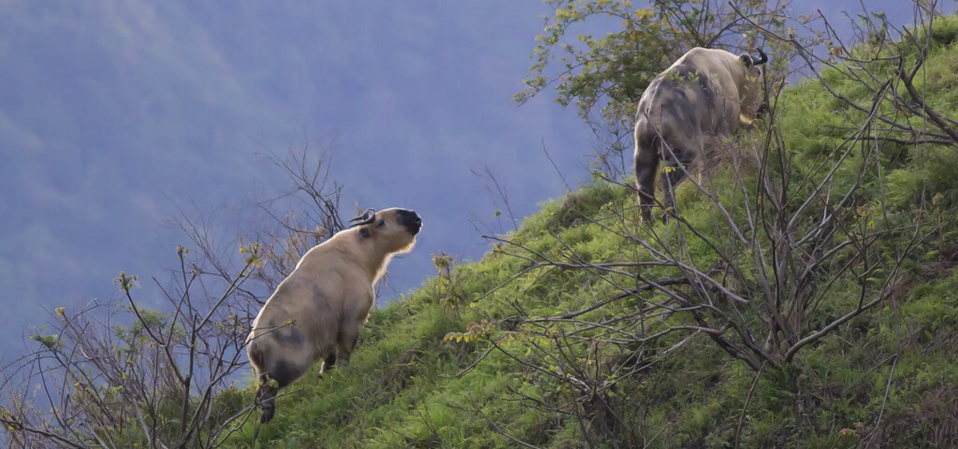 17875670936 e89c2ea6aa b