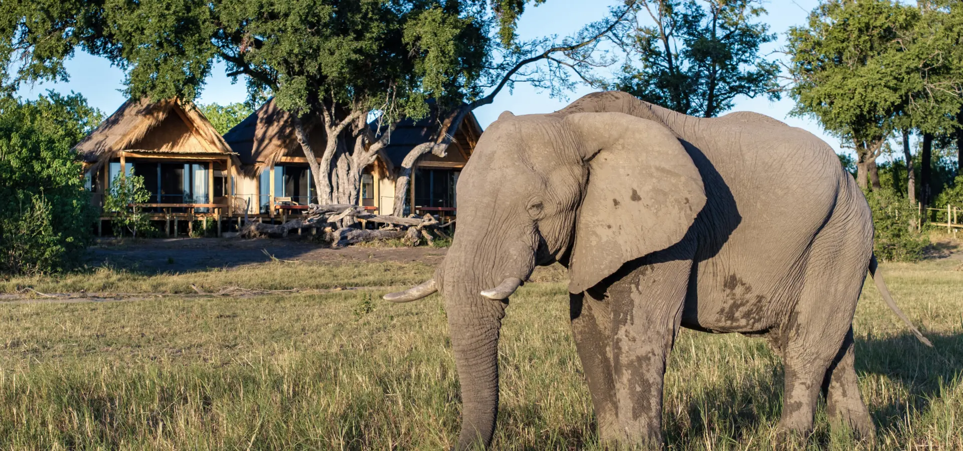 Bots tawana mh room exterior with elephant1