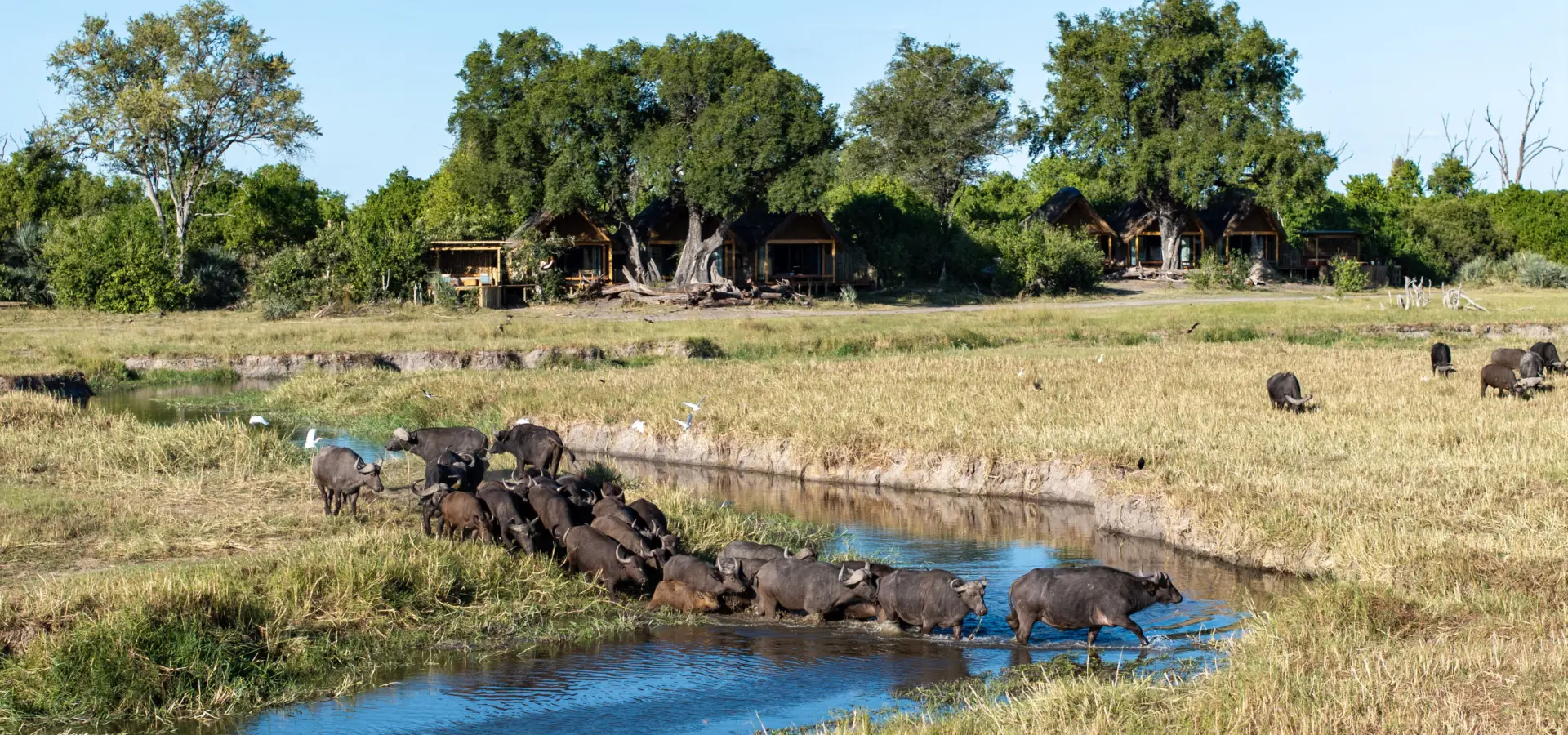 Bots tawana mh room exterior with buffalos