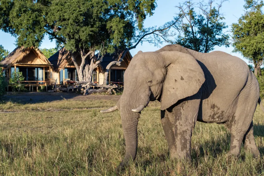 Bots tawana mh room exterior with elephant1