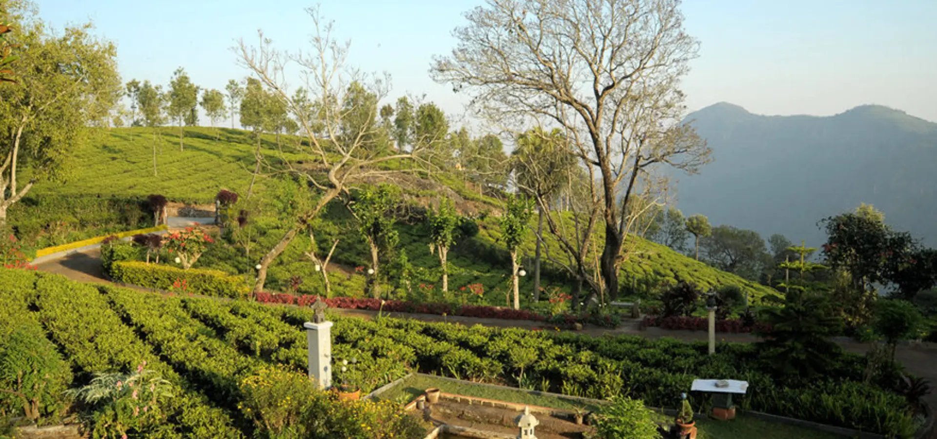 Tea nest outer view1