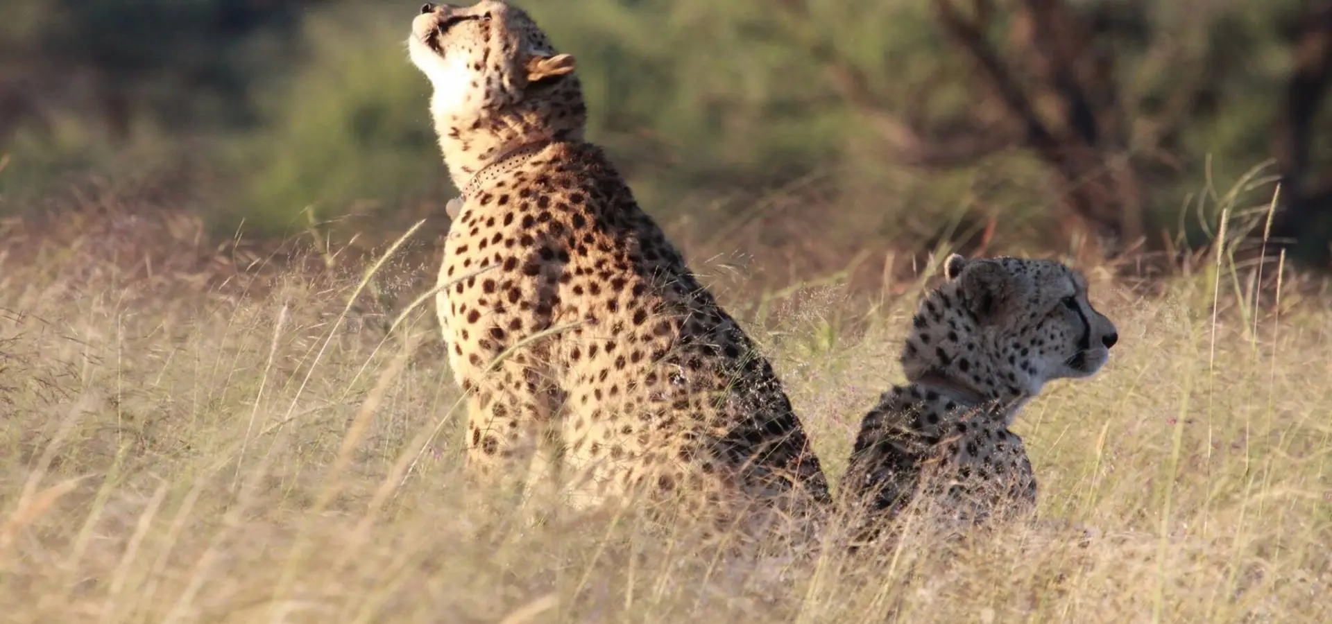 10927864 838620966217534 5748466852747744860 o