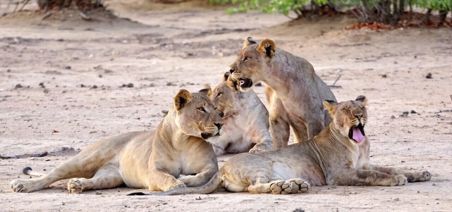 66618184 2429348037144811 4528710192321265664 o