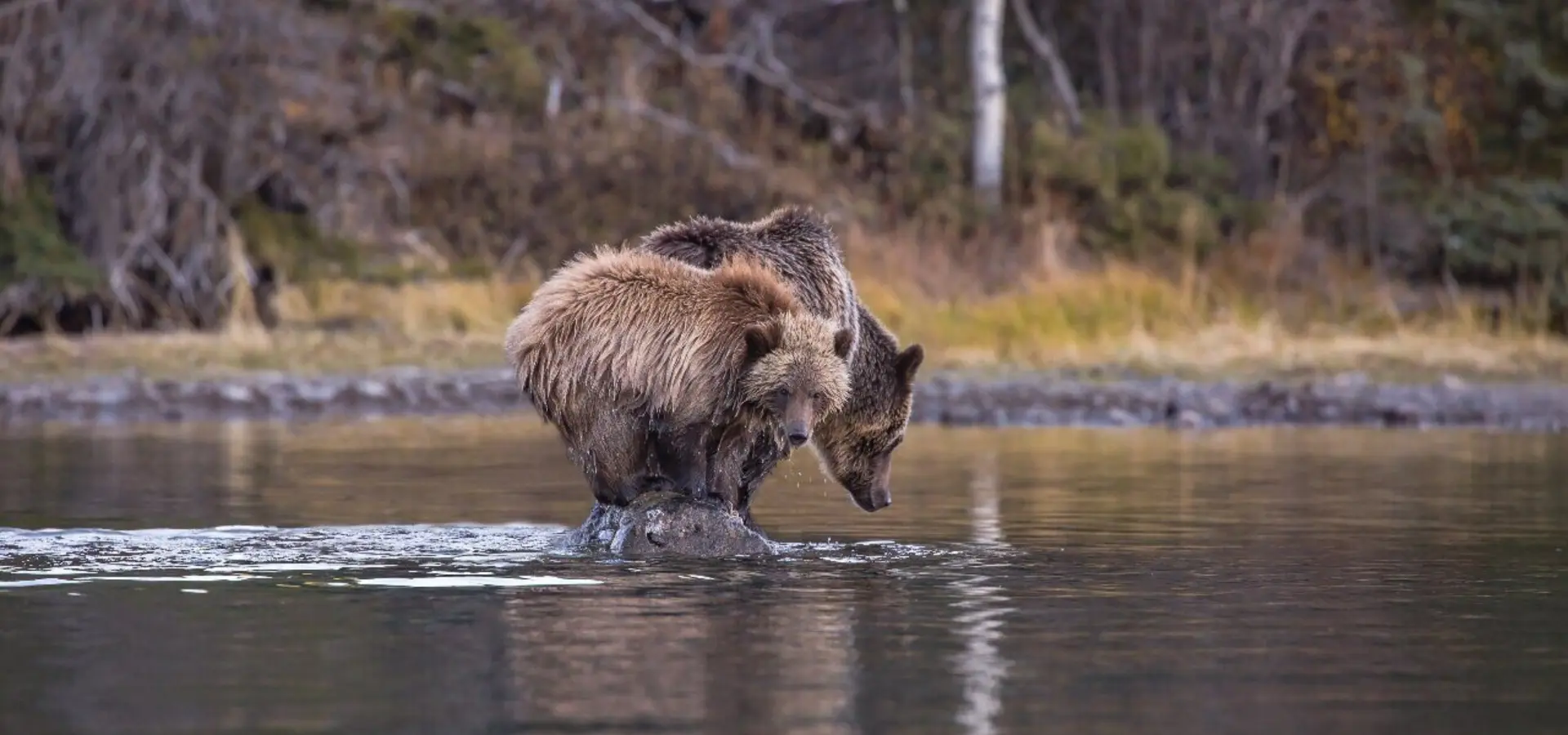 Smbearsonlake