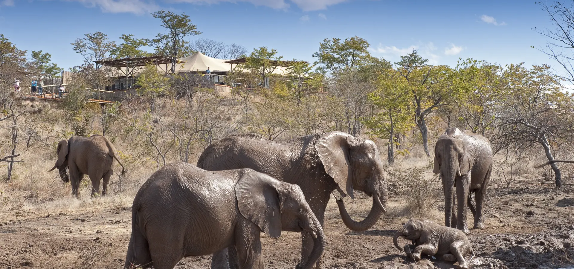 00 the elephant camp waterhole in front of main lodge area1