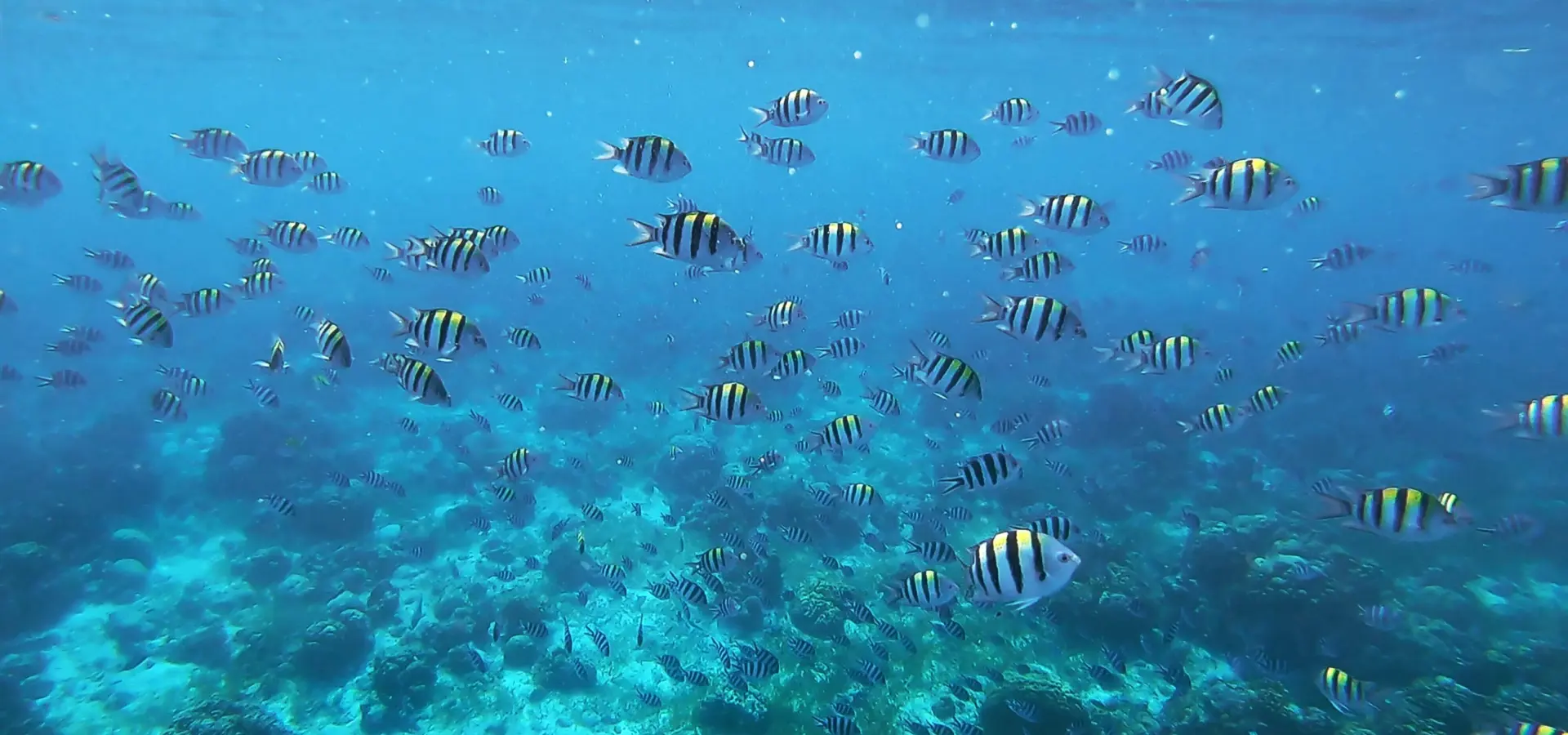 Tobago snorkeling