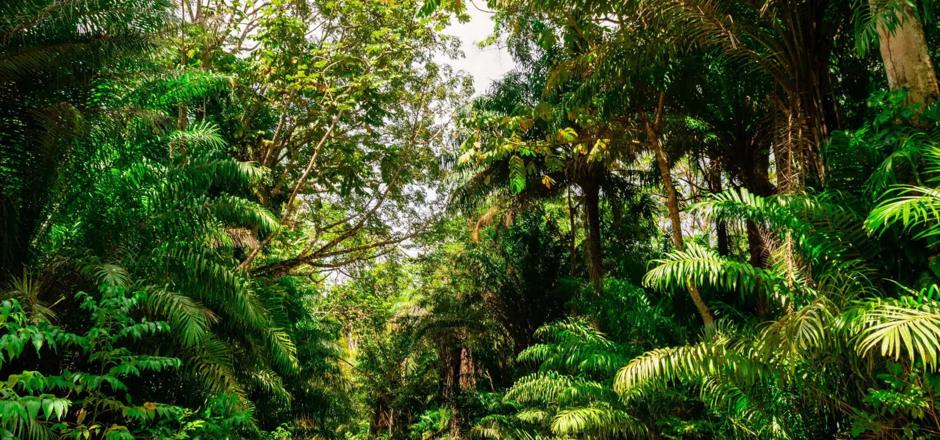 Tobago jungle
