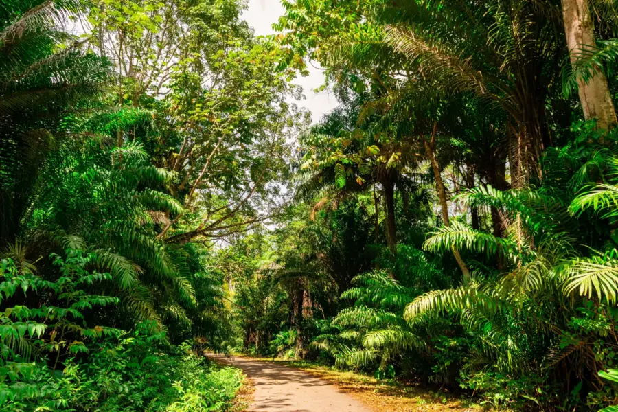 Tobago jungle