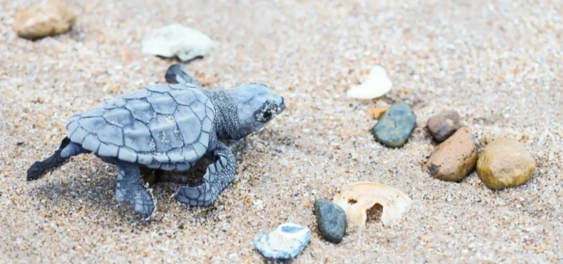 725x958 154573 2022 bdb monrepos monreposturtle