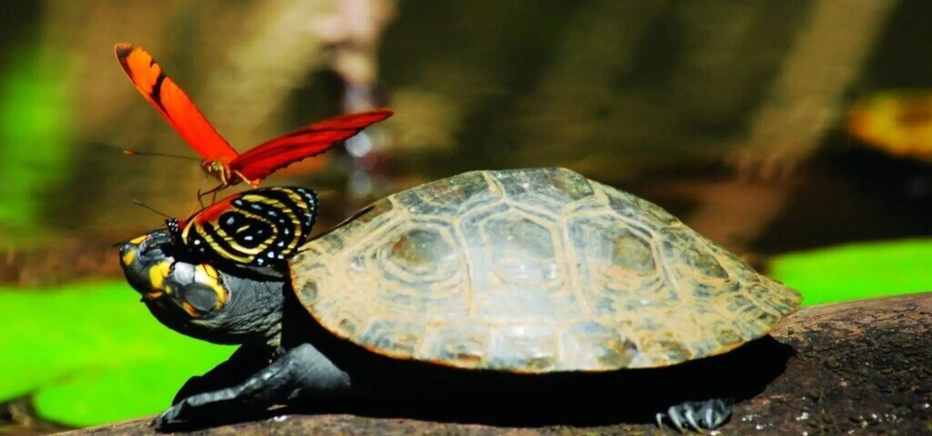 Ra fauna 009 1024x685