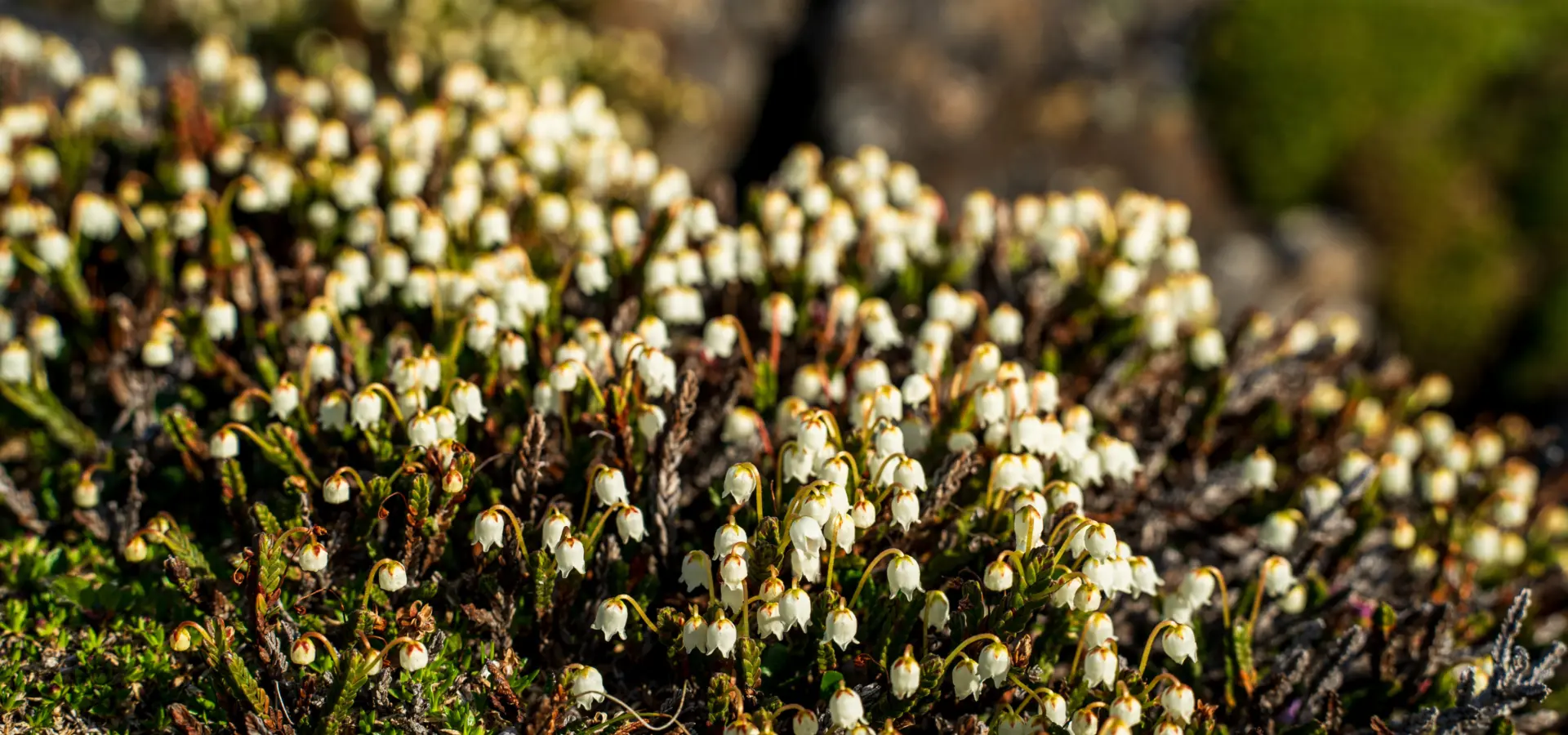 1765372683811no 2024ly280625lloyd hoteljulibuktabreen studioponantyanislasbats