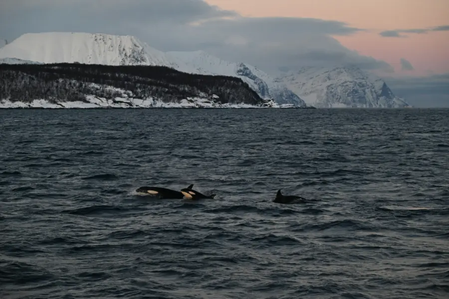 1776093527769huichao ji pzyzs77ui3e unsplash