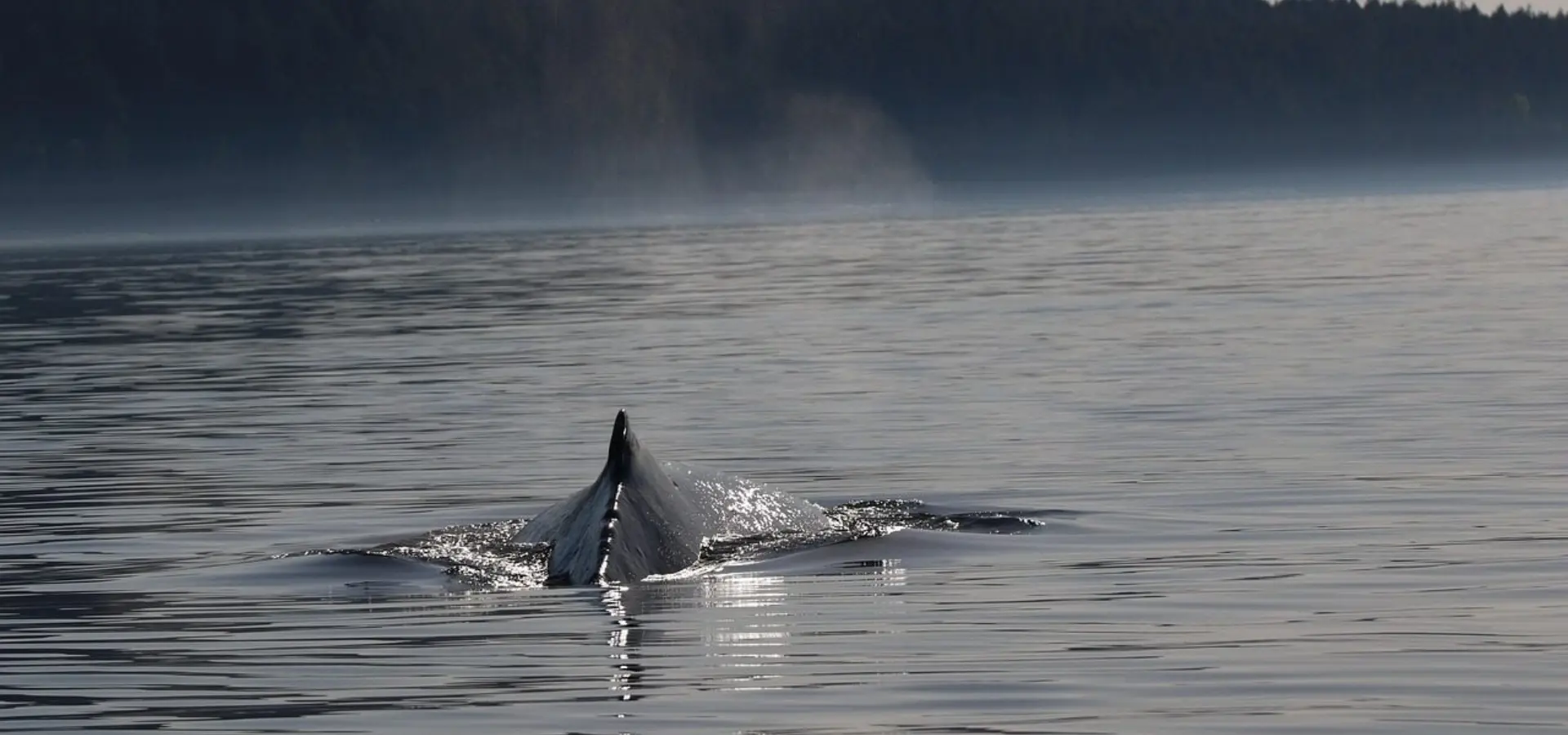 1742288964074 humpback 4203757 1280