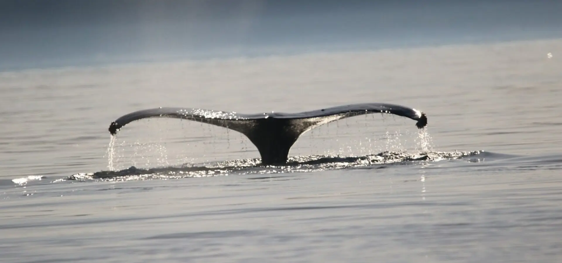 1742288964074 humpback 4206138 1280