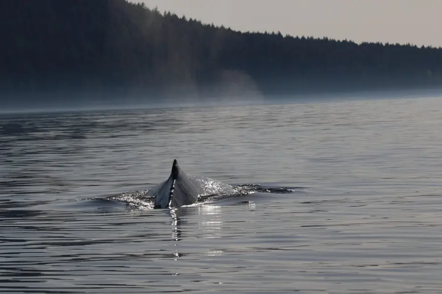 1742288964074 humpback 4203757 1280