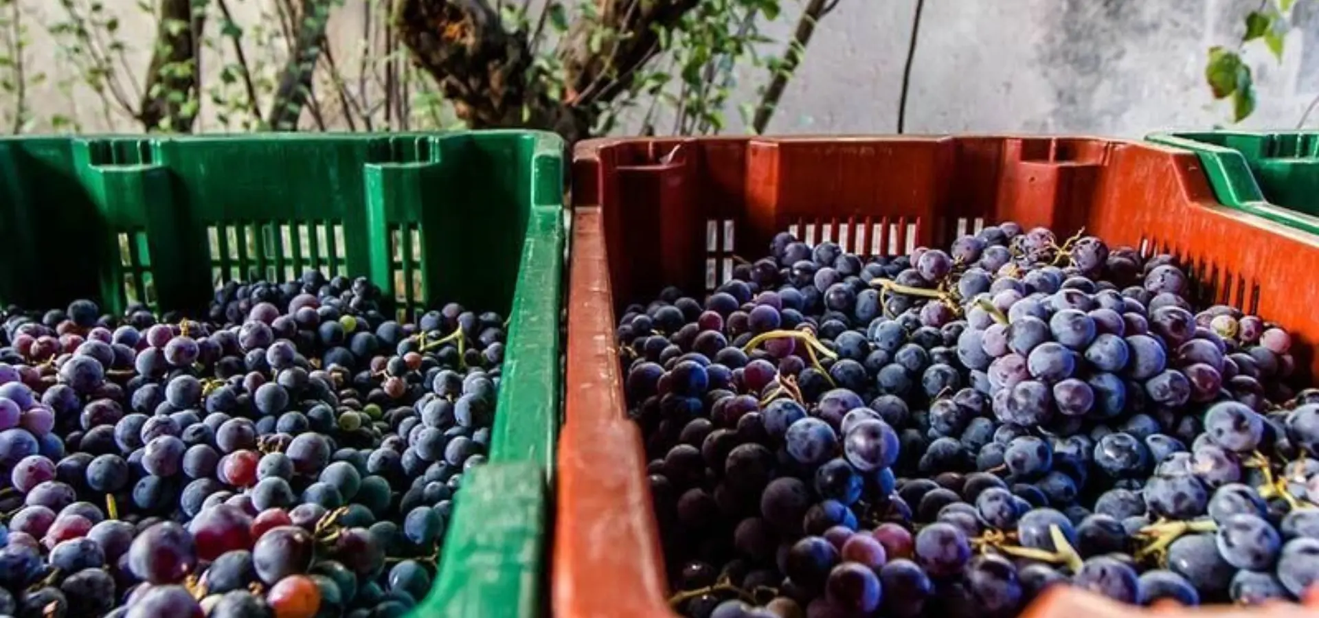 Mali plavac grapes after the harvest