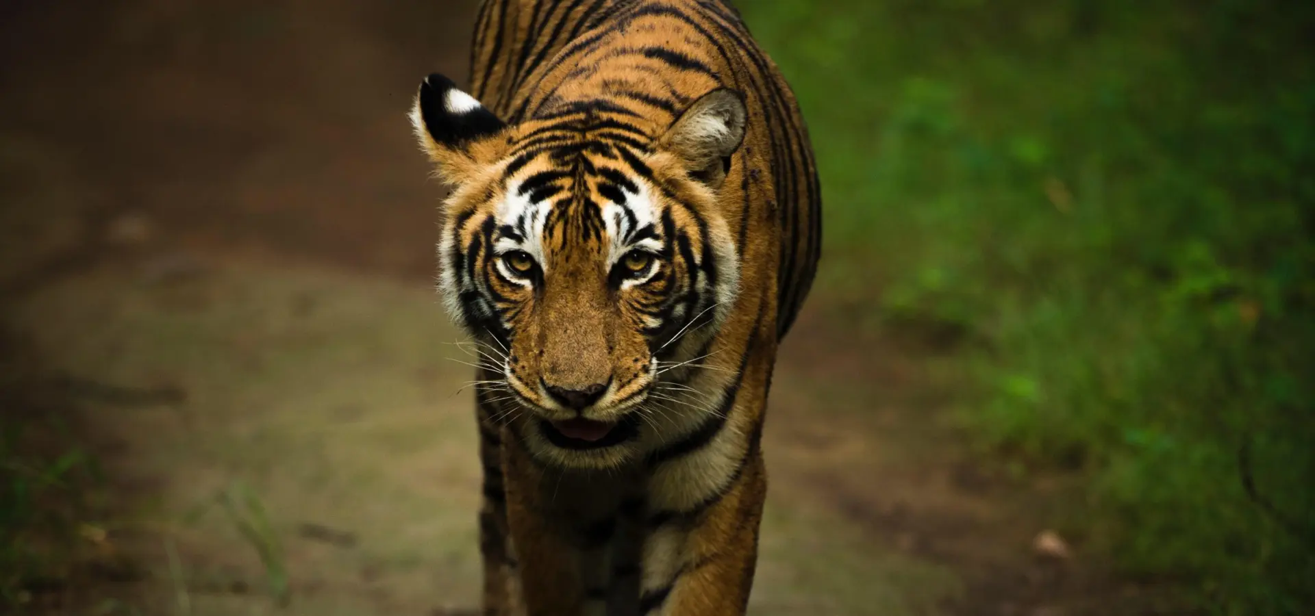 Praniket desai slyvj5uz6 i unsplash1