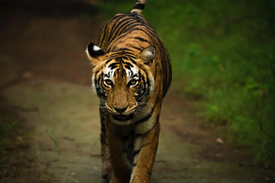 Praniket desai slyvj5uz6 i unsplash1