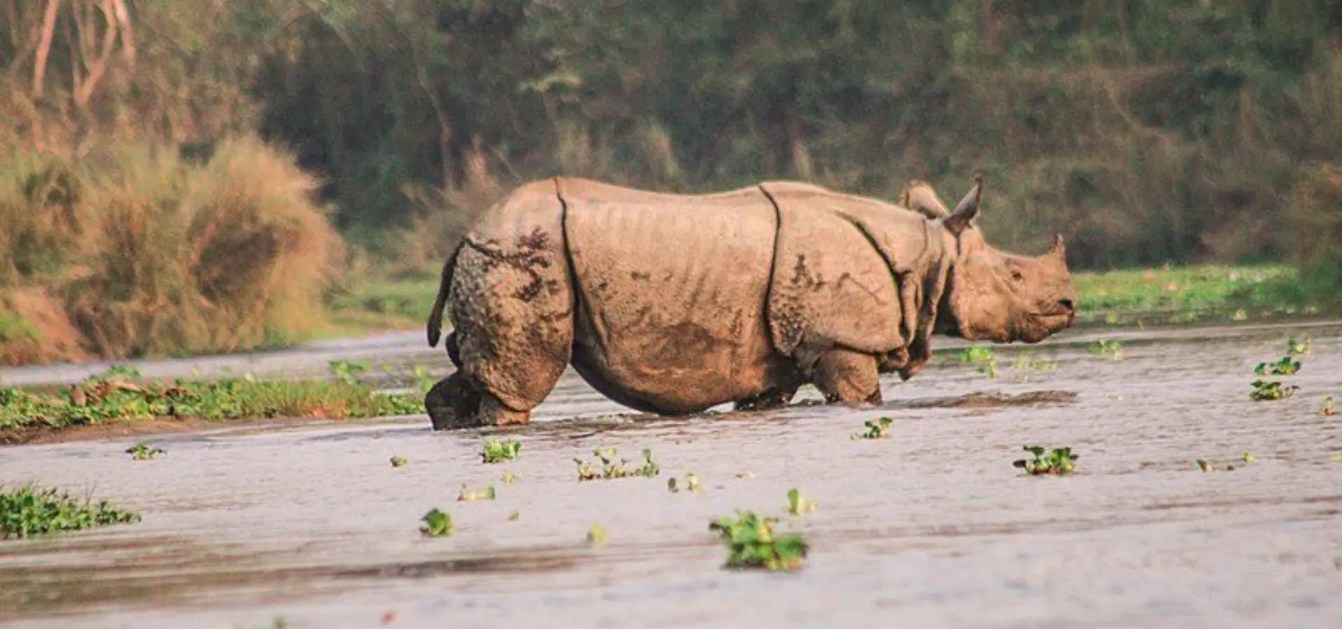 800px the greater one horned rhinoceros at chitwan national park 2