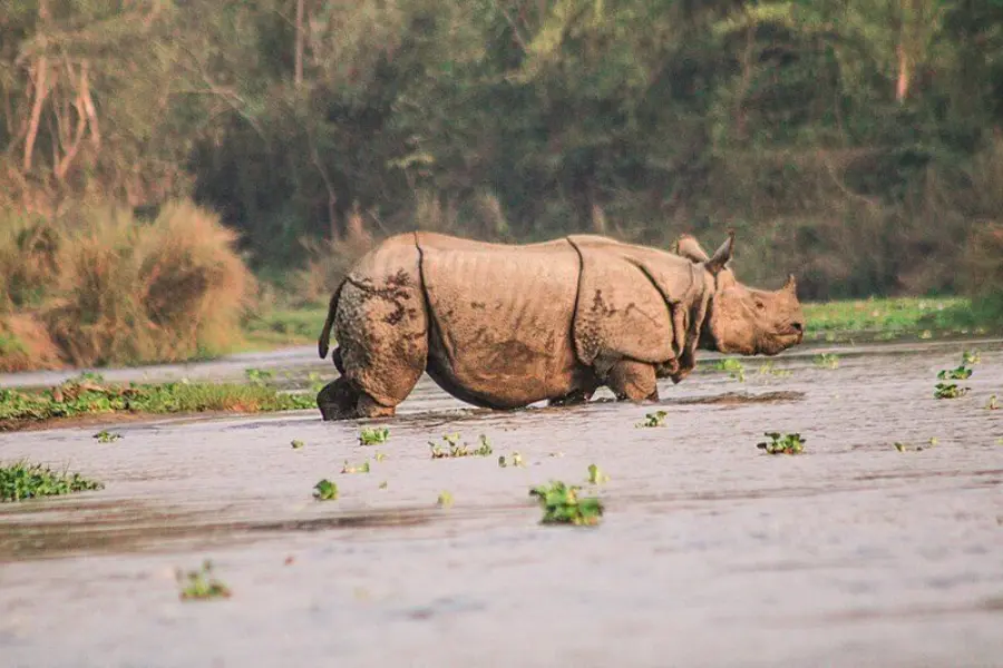 800px the greater one horned rhinoceros at chitwan national park 2