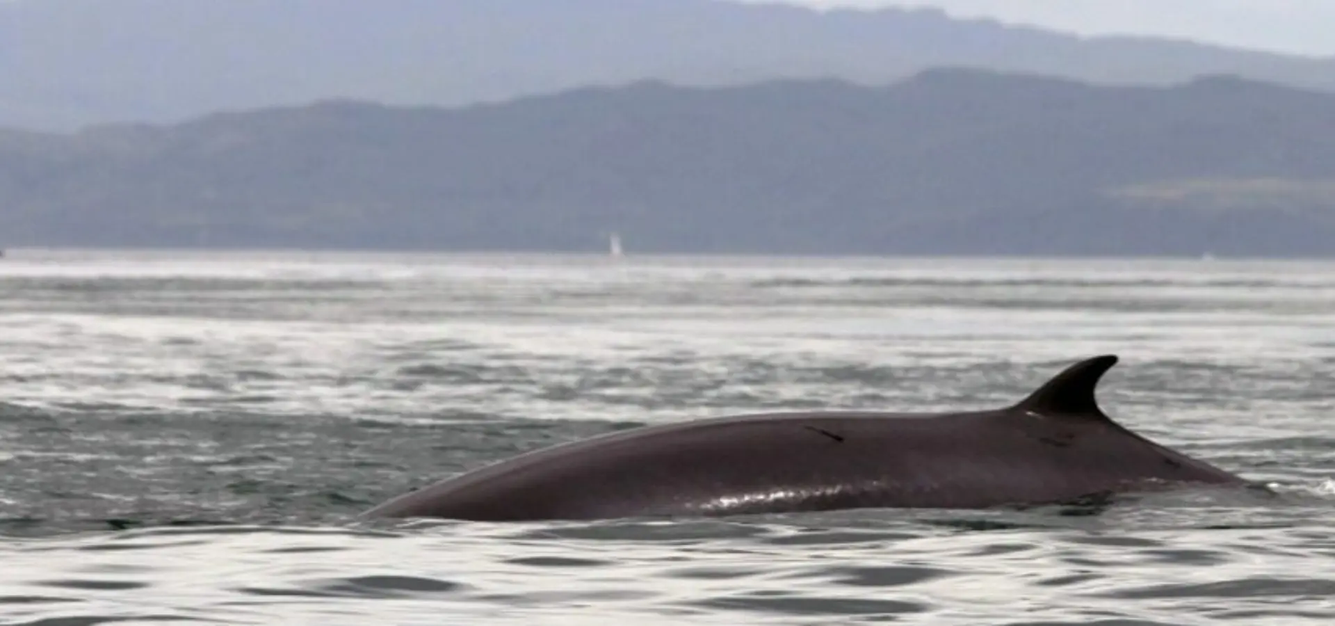 Seafari adventures minkie whale 1 jpg pagespeed ce 6lqfc6nq7f 11