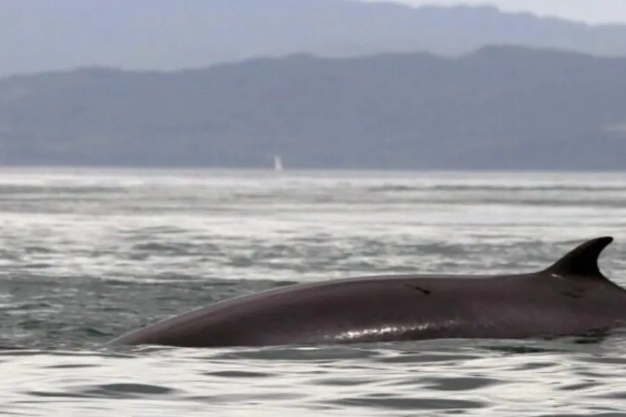 Seafari adventures minkie whale 1 jpg pagespeed ce 6lqfc6nq7f 11