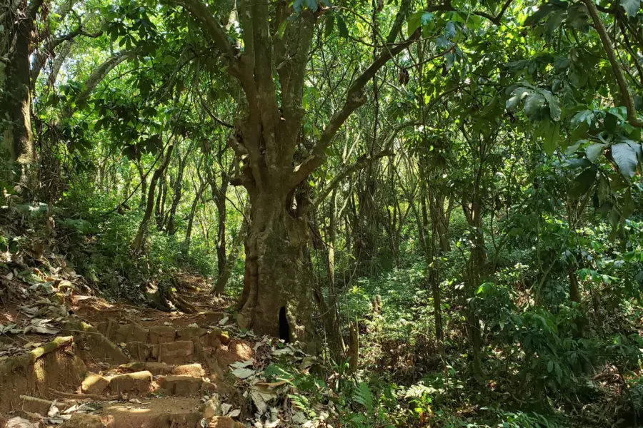Zfl inner trail
