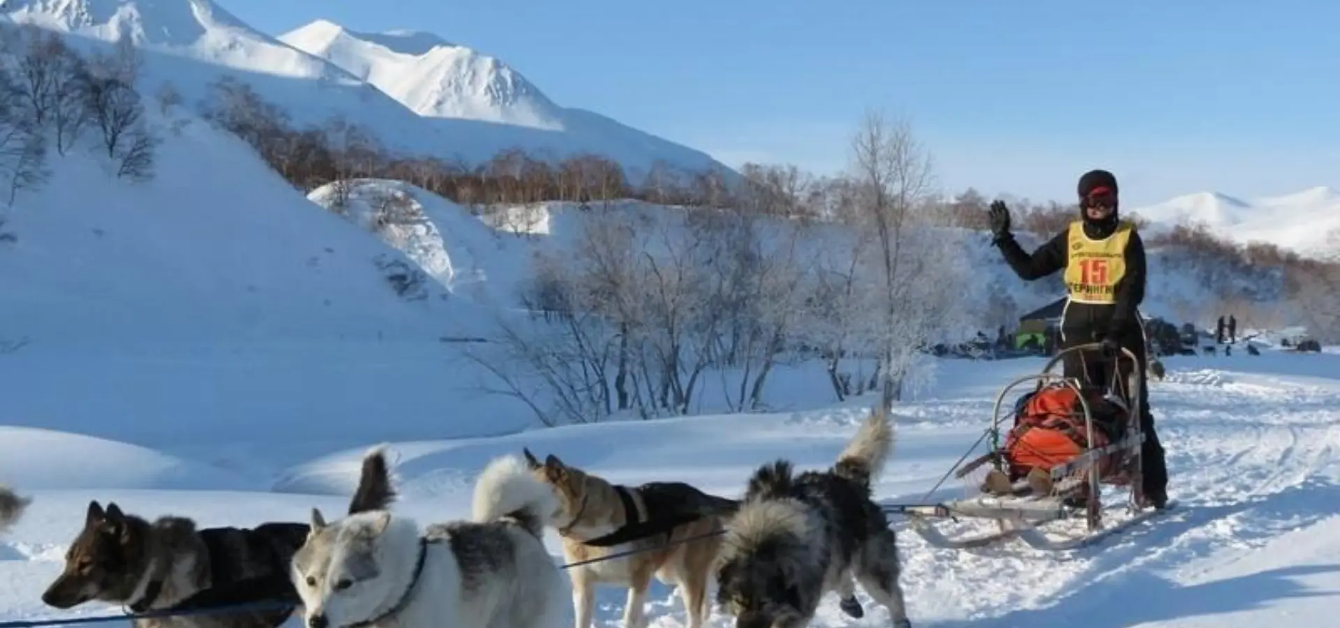 1769157426894dog 260034912801